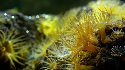 Yellow polyps waving in sea current Stock Footage 107234624