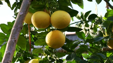 Yellow Pomelo fruit (Pummelo or Citrus maxima) on the tree with green leaves Stock Footage 270476490