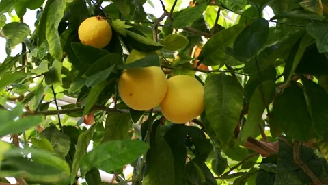 Yellow Pomelo fruit (Pummelo or Citrus maxima) on the tree with green leaves Stock Footage 274440731