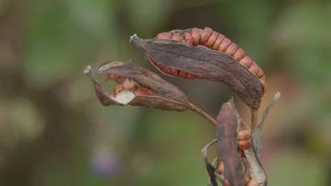 Yellow pond iris seed pods with seeds exposed - close up. 4K tripod Stock Footage 219767676