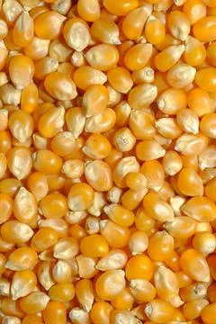 Yellow Popcorn Kernels Macro Snack Food Background Texture Stock Photos