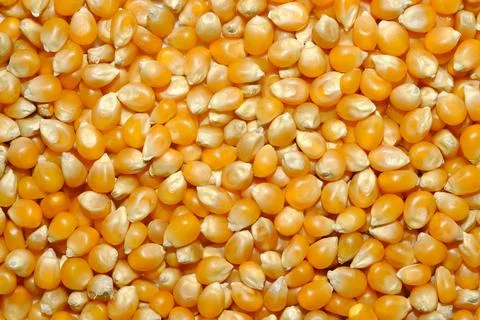 Yellow Popcorn Kernels Macro Snack Food Background Texture Stock Photos