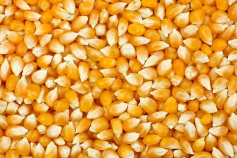 Yellow popcorn kernels Stock Photos