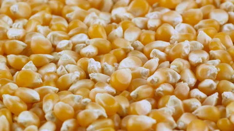 Yellow popcorn kernels rotating. Close up shot. Stock Footage 197559590