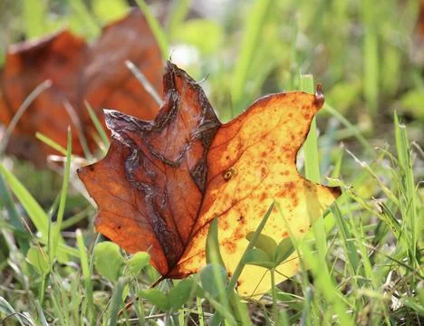 Yellow Poplar Fall leaf Stock Photos