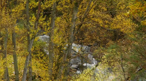 Yellow poplar Stock Footage 35901211