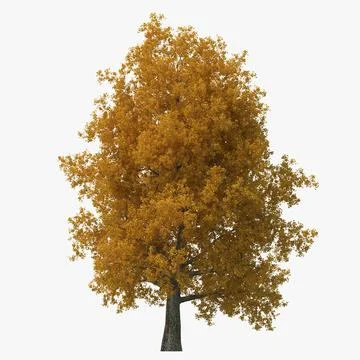 Yellow Poplar Old Tree Autumn 3D Model