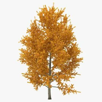 Yellow Poplar Tree Autumn 3D Model 3D Model