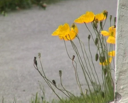 Yellow Poppy Vídeo Stock 71014
