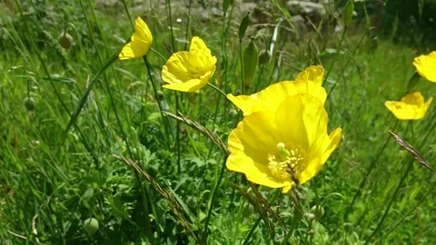 Yellow Poppy In The Wind Stock Footage 167836953