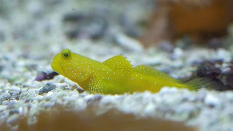 Yellow prawn goby (Cryptocentrus cinctus) Video stock 74225350