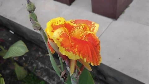 Yellow prayer beads in the wind Stock Footage 235699008