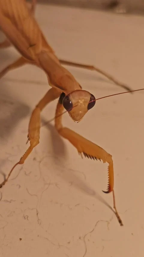 Yellow Praying Mantis in Attack Posture at Night Stock Footage 345774169