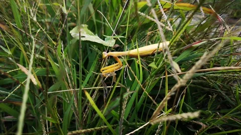 Yellow praying mantis in the green grass Stock Footage 118715138