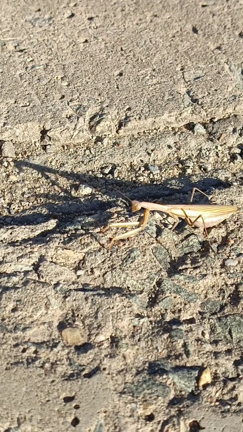 A yellow praying mantis slowly crawls across the asphalt, the sun shines on it Stock Footage 318356871