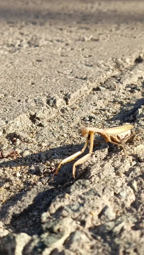 A yellow praying mantis slowly crawls across the asphalt, the sun shines on it Stock Footage 318356876