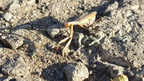 A yellow praying mantis slowly crawls across the asphalt, the sun shines on it Stock Footage 318356883
