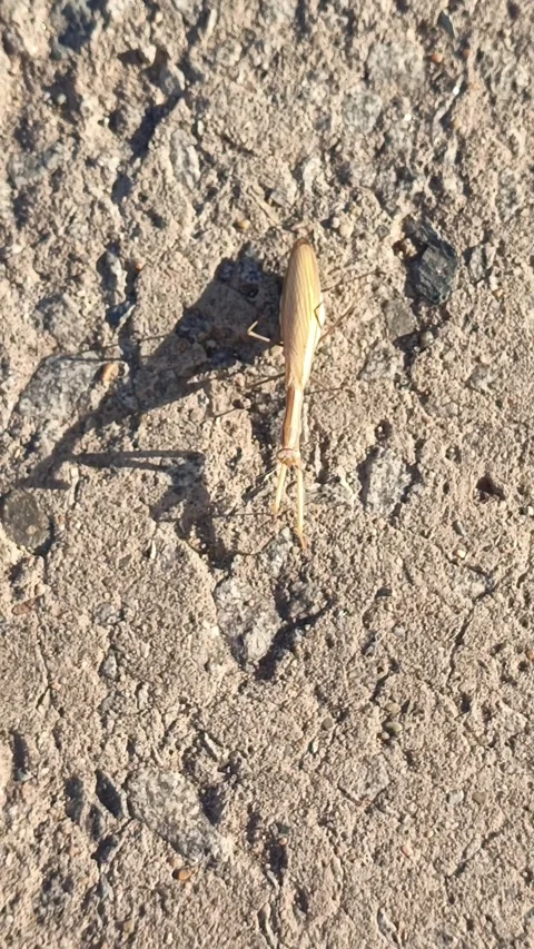 A yellow praying mantis slowly crawls across the asphalt, the sun shines on it Stock Footage 318356889