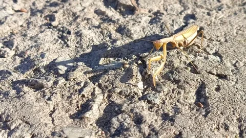 A yellow praying mantis slowly crawls across the asphalt, the sun shines on it Stock Footage 318356904