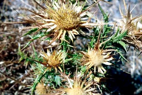 Yellow prickle Stock Photos