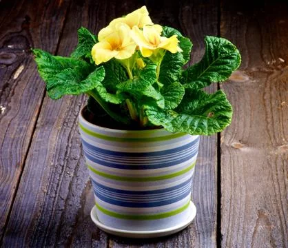 Yellow Primerose Stock Photos
