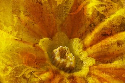 Yellow Primrose bloom with texture Stock Photos