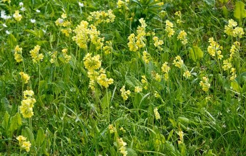 Yellow primrose Stock Photos