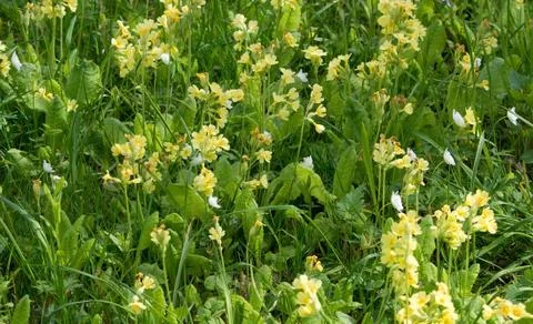Yellow primrose Stock Photos