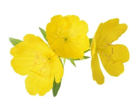 Yellow primrose Stock Photos