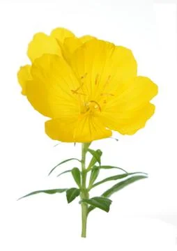 Yellow primrose Stock Photos
