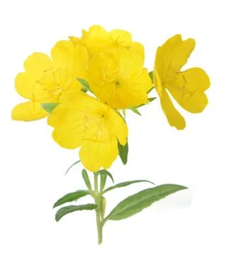 Yellow primrose Stock Photos