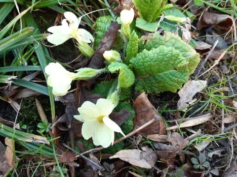 Yellow Primrose Stock Photos