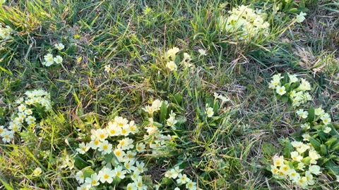 Yellow Primroses Blooming in Spring Meadow Stock Footage 331639070