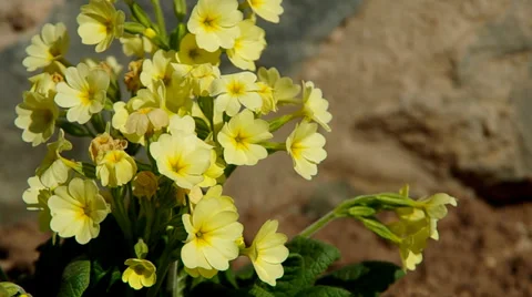 Yellow primroses Stock Footage 36535435