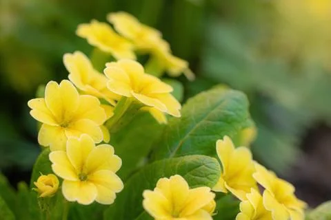 Yellow primroses in spring. Stock Photos