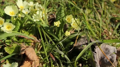 Yellow primroses in spring underwood Stock Footage 112043404