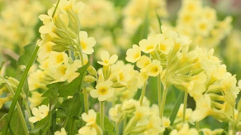 Yellow Primula blooming Stock Footage 89749549