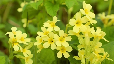 Yellow Primula blooming Stock Footage 89749561