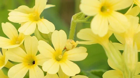 Yellow Primula blooming Stock Footage 89749719