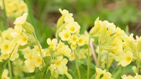 Yellow Primula blooming Stock Footage 89749860