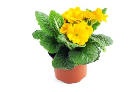 Yellow primula on isolated white background Stock Photos