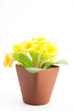 Yellow Primula juliana in a pot Stock Photos