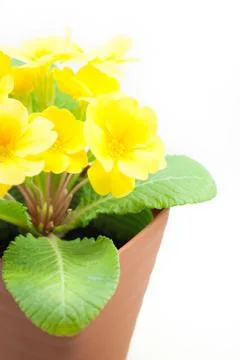 Yellow Primula juliana in a pot Stock Photos