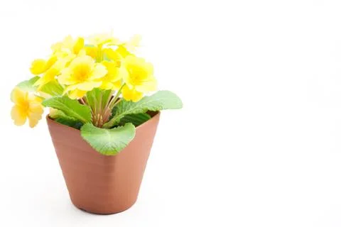Yellow Primula juliana in a pot Stock Photos