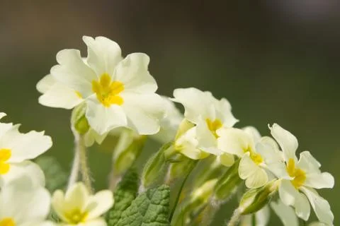 Yellow Primula Stock Photos