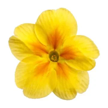 Yellow Primula Stock Photos