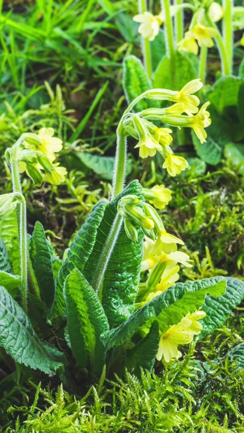 Yellow Primula Veris Blooming in Spring Nature, Cowslip Flower Vertical Stock Footage 314259932