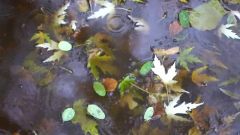 Yellow puddle leaves autumn floating in pool Stock-Footage 69249339
