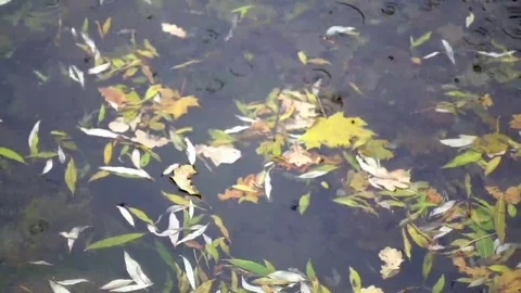 Yellow puddle leaves autumn floating in pool Stock Footage 69249838