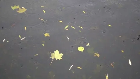 Yellow puddle leaves autumn floating in pool Stock Footage 69250445
